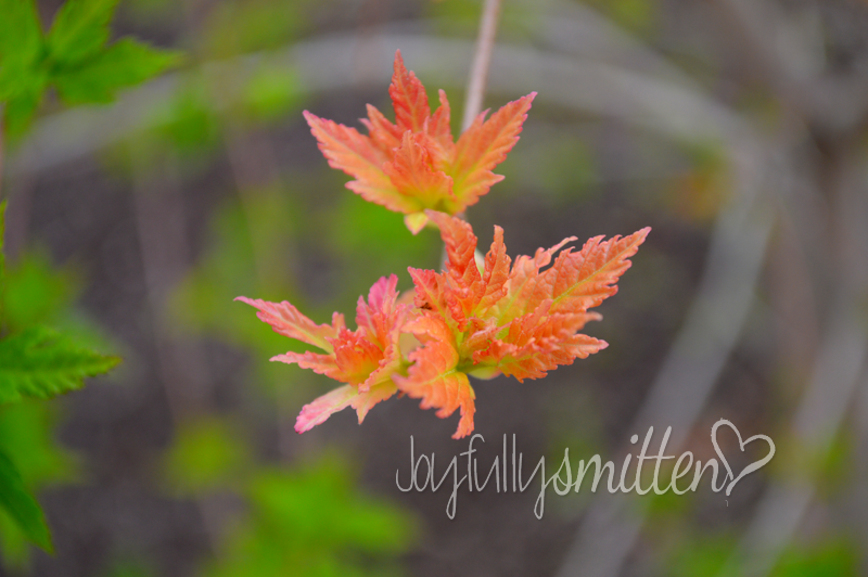 botanicalgardens20149