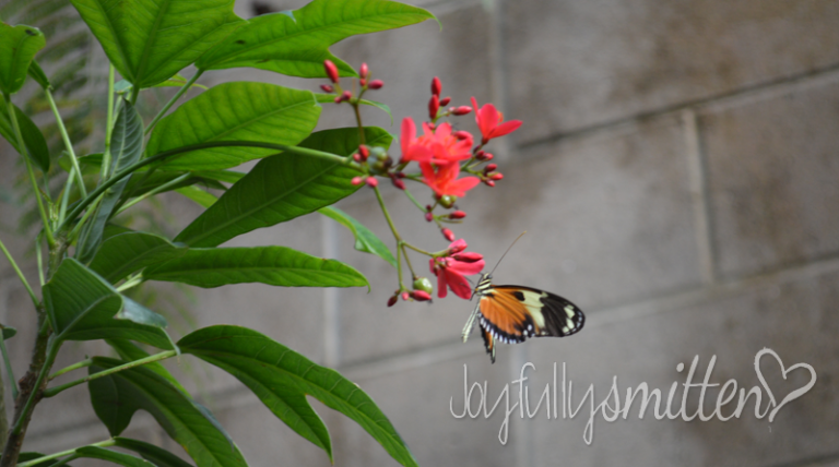 February’s Trip to the Butterfly Pavillion