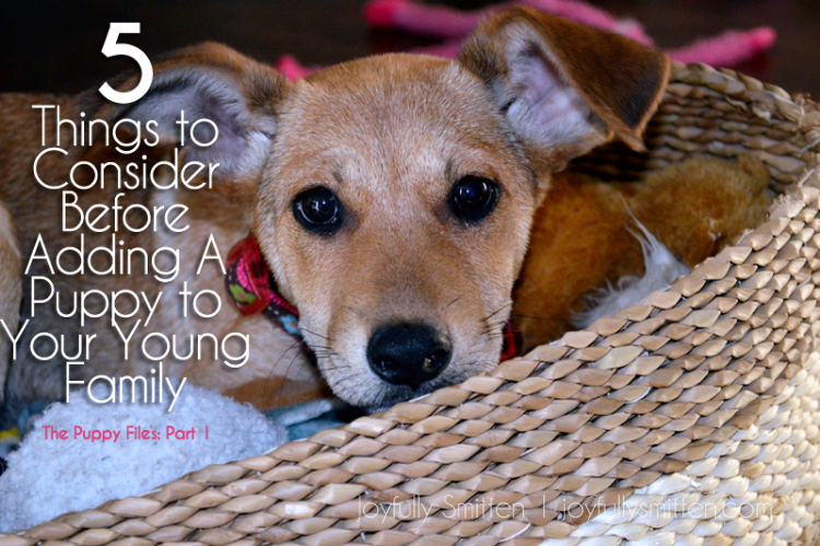 5 Things to Consider Before Adding A New Puppy to Your Young Family