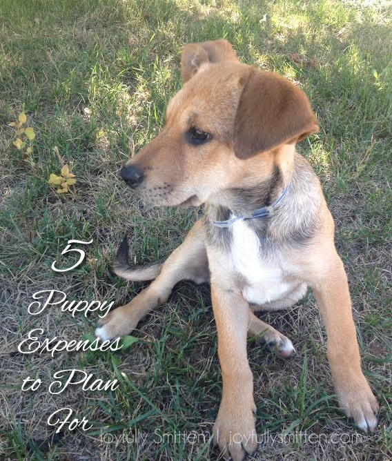 5 Expenses to Plan for When Adding A Puppy to Your Family