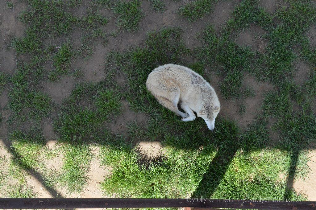 DSC_0516