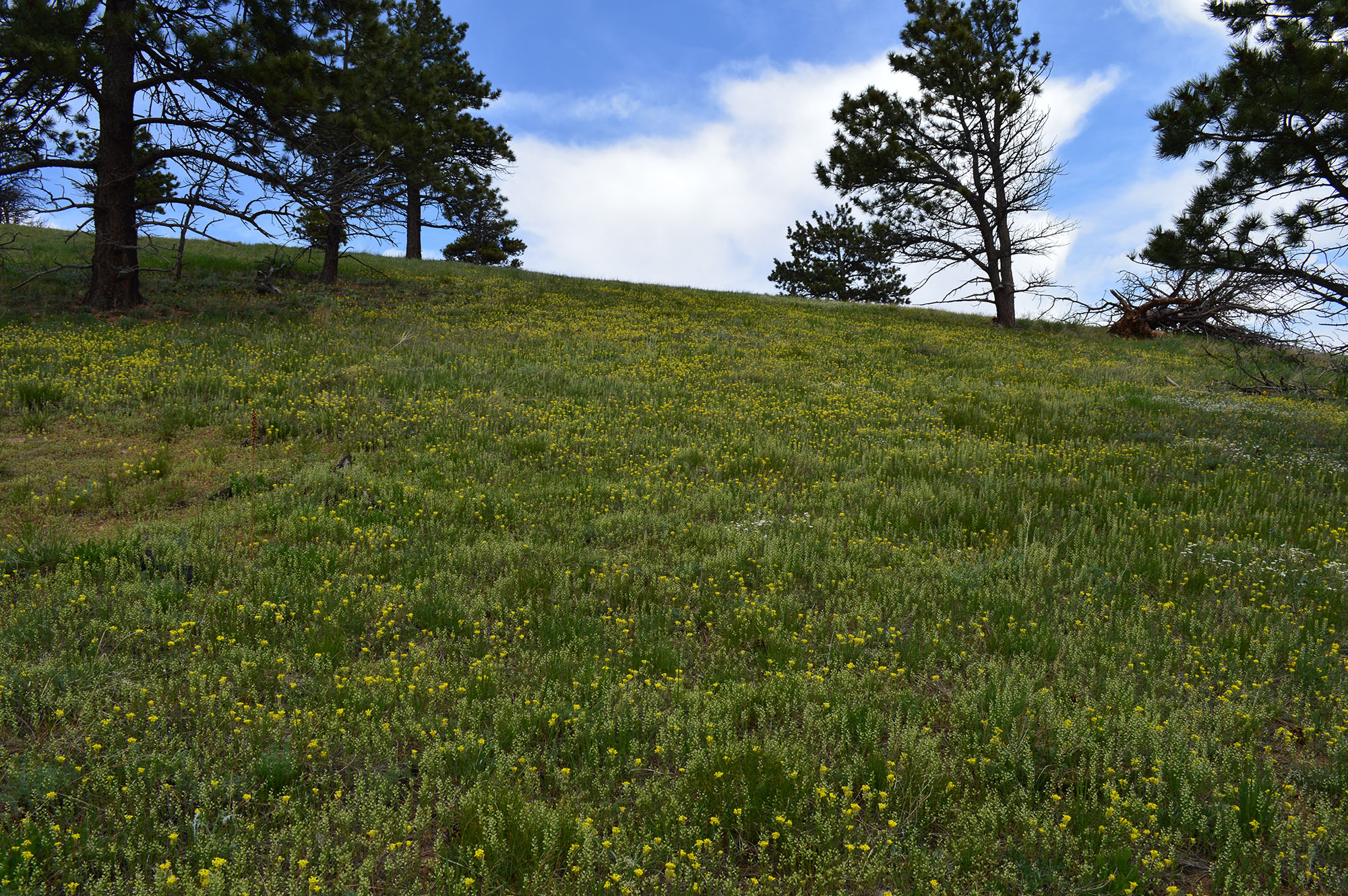 Bald Mountain Scenic Area Boulder Colorado