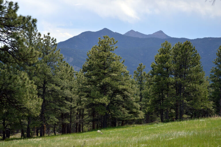 The Bald Mountain Trail