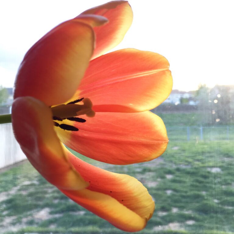 Life Lately via Photos [May]