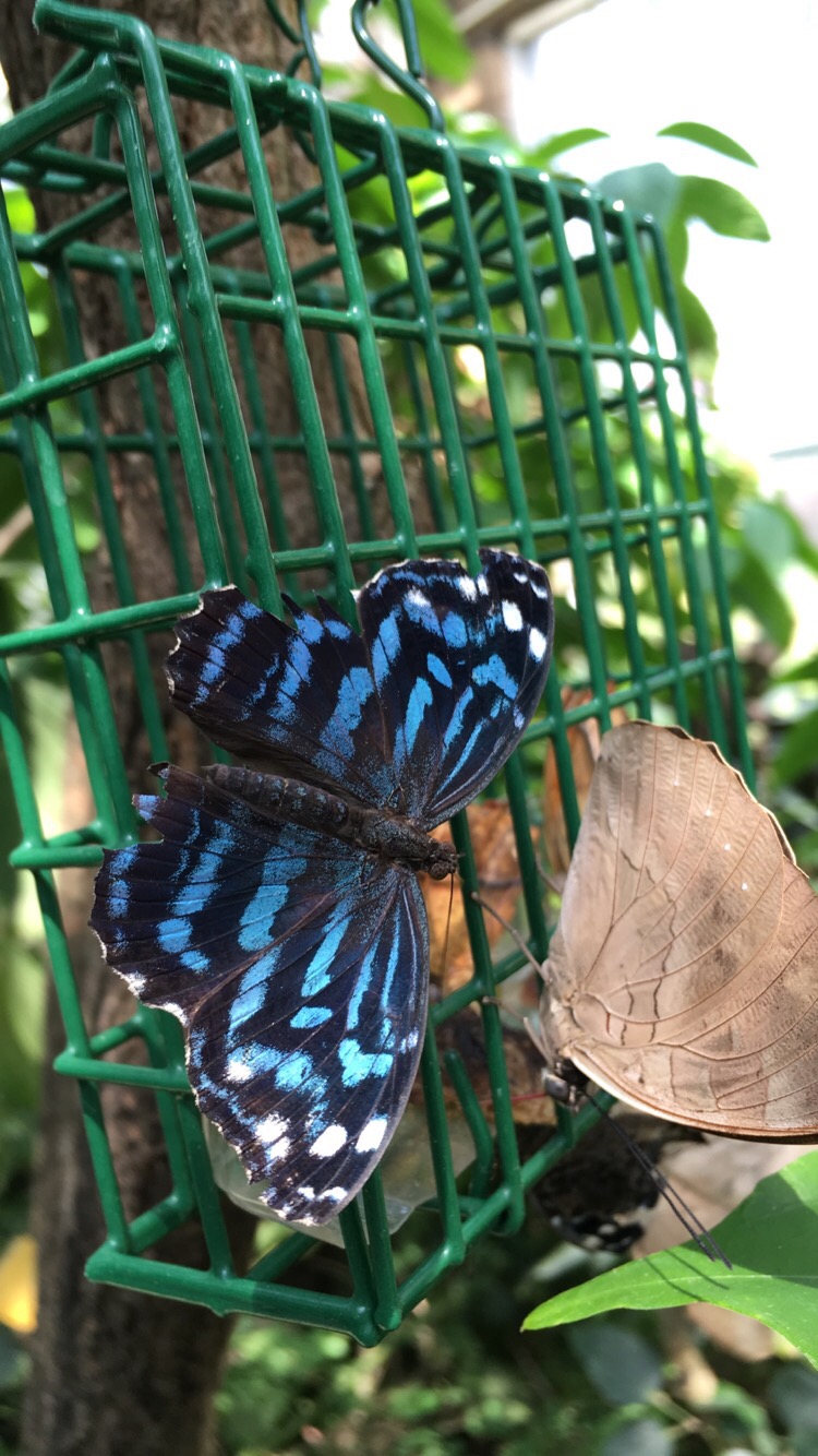 A Trip to the Butterfly Pavilion in Westminster Colorado with Joyfully Smitten