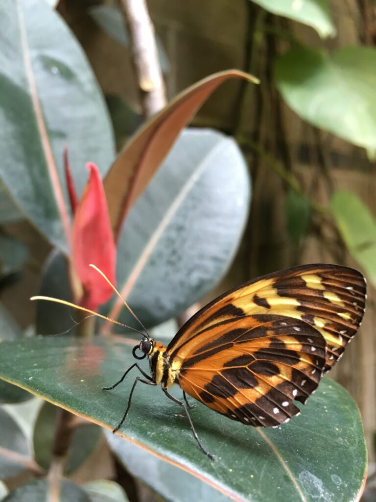Butterfly Pavilion 2016
