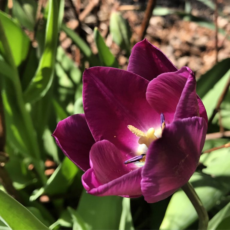 Bloom Where (trans)Planted