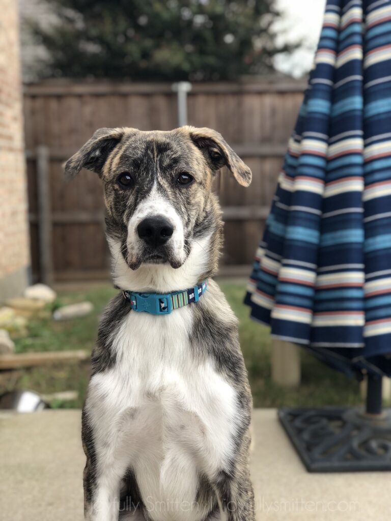 Bodhi.