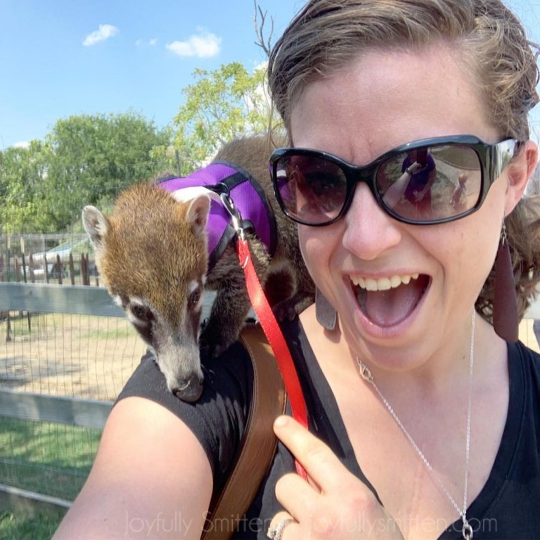 Kangaroos and Coatis -oh my!