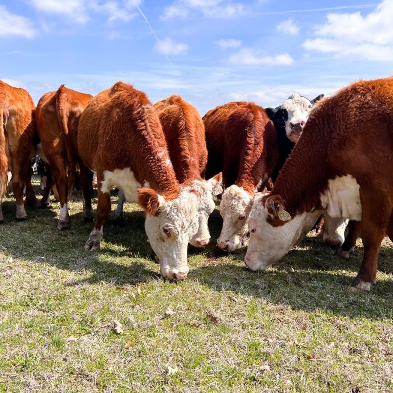 The Power of Knowing Your Food Source