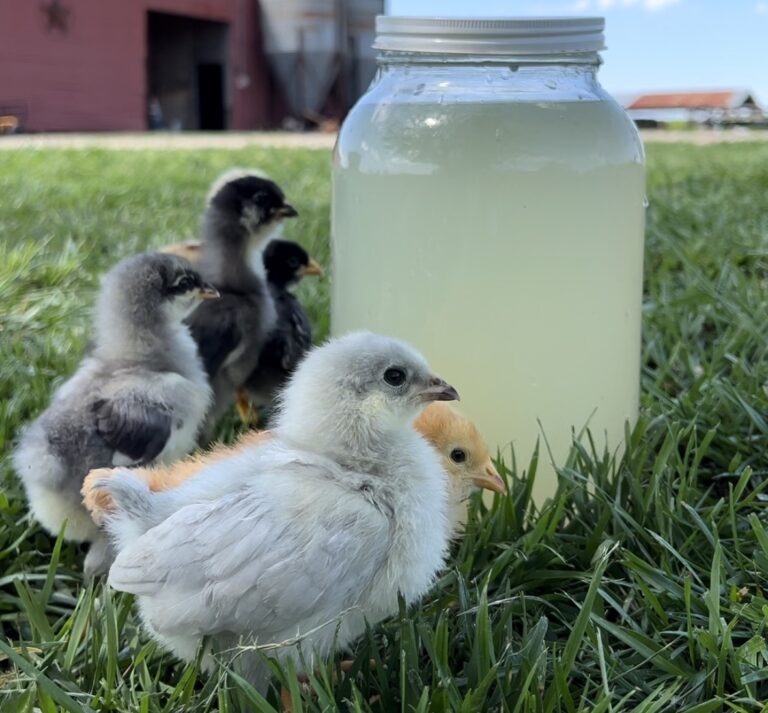 Natural “Magic Water” for Baby Chicks (DIY Electrolyte & Immune Support Recipe)